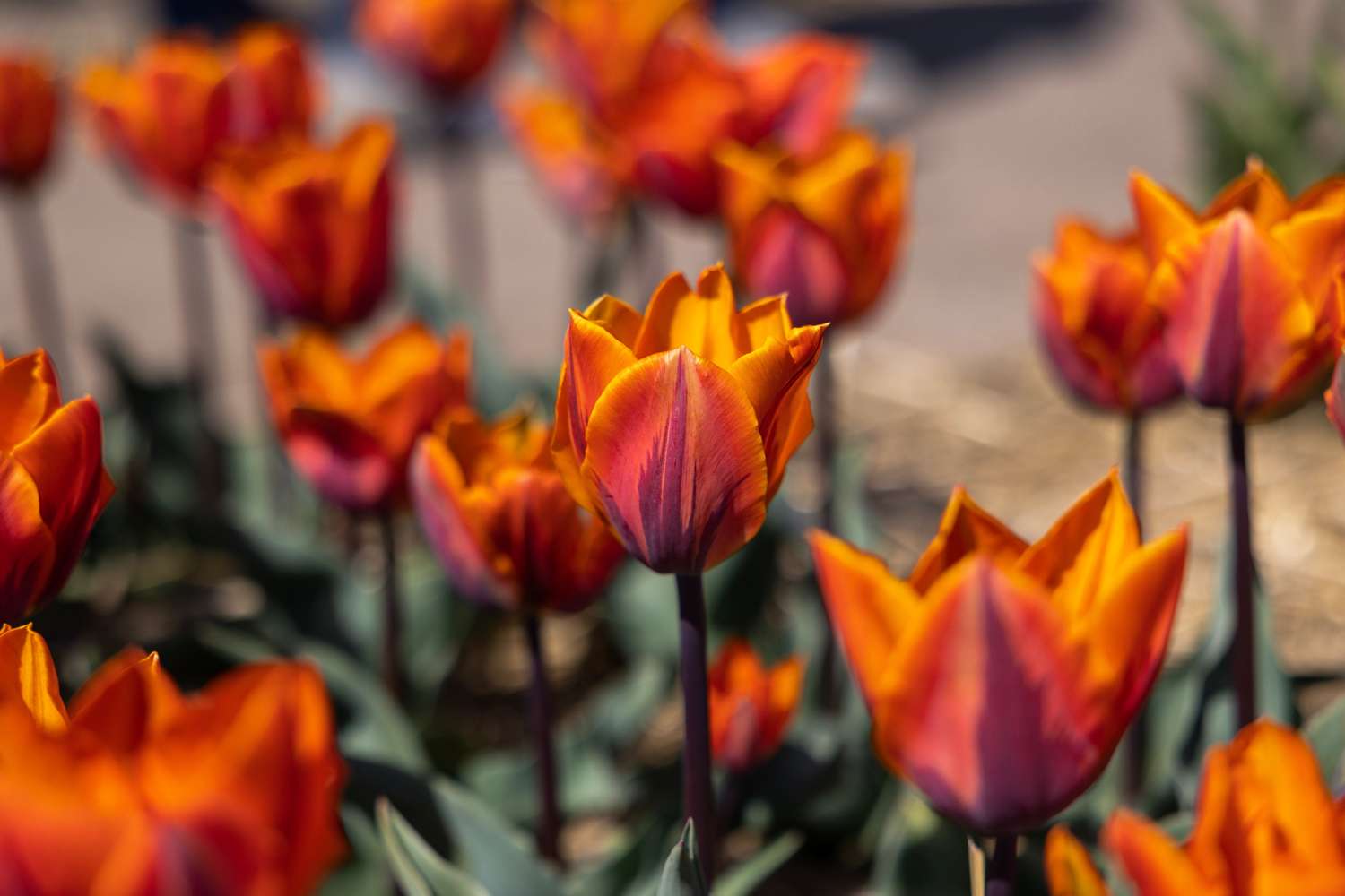 Tulppaani 'Princess Irene'